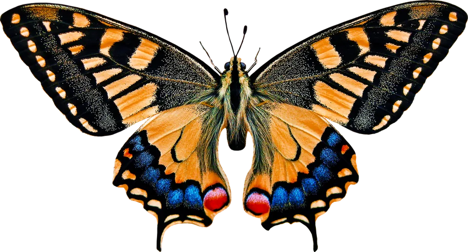Photograph of an orange, black, and blue swallowtail butterfly with wings spread, cut out on a plain background.